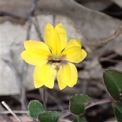 Goodenia hederacea subsp. hederacea (Ivy Goodenia, Forest Goodenia) at Bungonia, NSW - 11 Sep 2024 by AnneG1