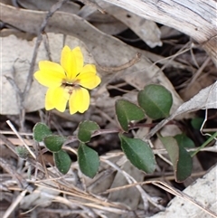 Goodenia hederacea subsp. hederacea at Bungonia, NSW - 11 Sep 2024 01:55 PM