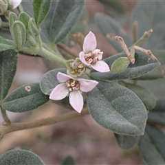 Zieria cytisoides (Downy Zieria) at Bungonia, NSW - 11 Sep 2024 by AnneG1