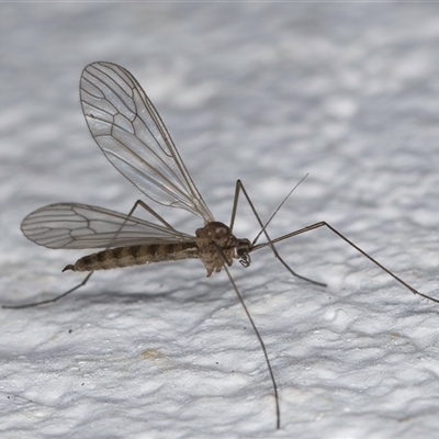 Trichocera (Trichocera) annulata (Winter Crane Fly) at Evatt, ACT - 11 Sep 2024 by kasiaaus