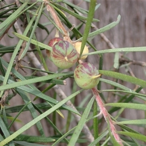 Persoonia linearis at Bungonia, NSW - 11 Sep 2024