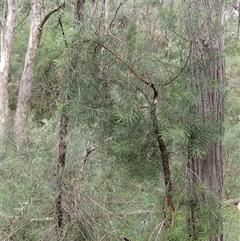 Persoonia linearis at Bungonia, NSW - 11 Sep 2024