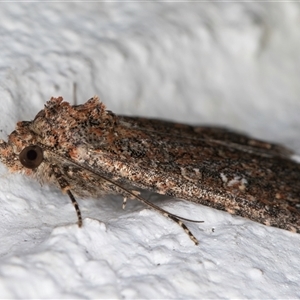 Hypoperigea tonsa at Melba, ACT - 12 Sep 2024 01:03 AM