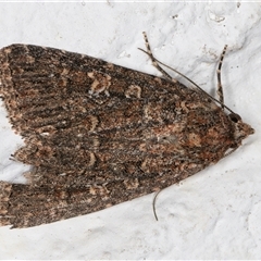 Hypoperigea tonsa at Melba, ACT - 12 Sep 2024 01:03 AM