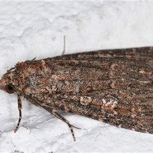 Hypoperigea tonsa at Melba, ACT - 12 Sep 2024 01:03 AM