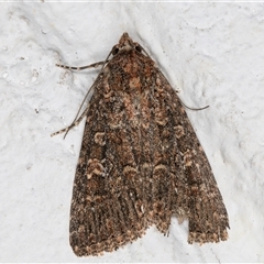 Hypoperigea tonsa at Melba, ACT - 12 Sep 2024 01:03 AM