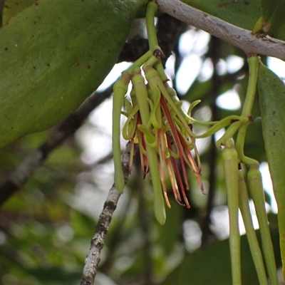 Amyema congener subsp. congener (A Mistletoe) at Bungonia, NSW - 11 Sep 2024 by AnneG1