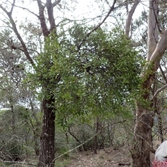 Amyema congener subsp. congener at Bungonia, NSW - 11 Sep 2024