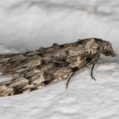 Nola tetralopha (A Nolid moth) at Melba, ACT - 12 Sep 2024 by kasiaaus