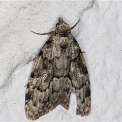 Nola tetralopha at Melba, ACT - 12 Sep 2024 01:05 AM