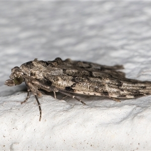 Nola tetralopha at Melba, ACT - 12 Sep 2024 01:05 AM