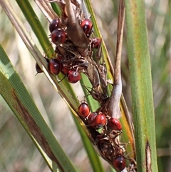 Gahnia aspera (Red-berried Saw-sedge) at Bungonia, NSW - 11 Sep 2024 by AnneG1