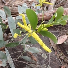 Acacia binervia (Coastal Myall, Kai'arrewan) at Bungonia, NSW - 11 Sep 2024 by AnneG1