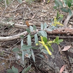 Acacia binervia at Bungonia, NSW - 11 Sep 2024