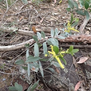 Acacia binervia at Bungonia, NSW - 11 Sep 2024