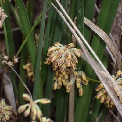 Lomandra multiflora (Many-flowered Matrush) at Bungonia, NSW - 11 Sep 2024 by AnneG1