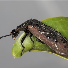 Ptomaphila lacrymosa (Carrion Beetle) at Melba, ACT - 12 Sep 2024 by kasiaaus