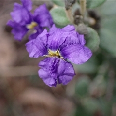 Dampiera purpurea (Purple Dampiera) at Bungonia, NSW - 11 Sep 2024 by AnneG1