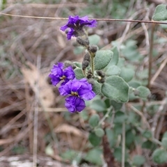 Dampiera purpurea at Bungonia, NSW - 11 Sep 2024 01:44 PM