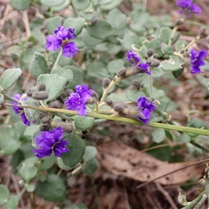 Dampiera purpurea at Bungonia, NSW - 11 Sep 2024 01:44 PM