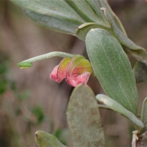 Grevillea arenaria subsp. arenaria at Bungonia, NSW - 11 Sep 2024 12:04 PM