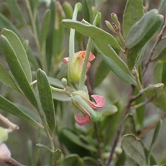 Grevillea arenaria subsp. arenaria at Bungonia, NSW - 11 Sep 2024 12:04 PM