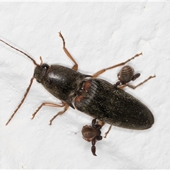 Monocrepidus sp. (genus) (Click beetle) at Melba, ACT - 11 Sep 2024 by kasiaaus