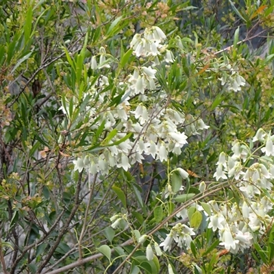 Pandorea pandorana (Wonga Wonga Vine) at Bungonia, NSW - 11 Sep 2024 by AnneG1