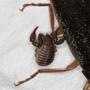 Chernetidae (family) at Melba, ACT - 12 Sep 2024 01:10 AM