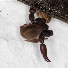 Chernetidae (family) at Melba, ACT - 12 Sep 2024 01:10 AM