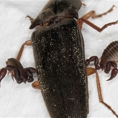 Chernetidae (family) at Melba, ACT - 12 Sep 2024 01:10 AM