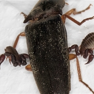 Chernetidae (family) at Melba, ACT - 12 Sep 2024 01:10 AM