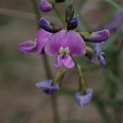 Glycine clandestina (Twining Glycine) at Bungonia, NSW - 11 Sep 2024 by AnneG1