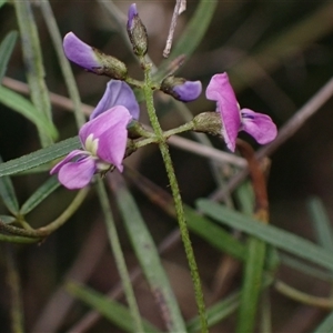 Glycine clandestina at Bungonia, NSW - 11 Sep 2024 03:05 PM