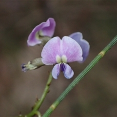 Glycine clandestina at Bungonia, NSW - 11 Sep 2024 03:05 PM