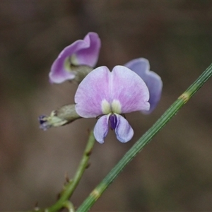 Glycine clandestina at Bungonia, NSW - 11 Sep 2024 03:05 PM
