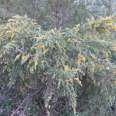 Genista monspessulana (Cape Broom, Montpellier Broom) at Oakdale, NSW - 12 Sep 2024 by bufferzone