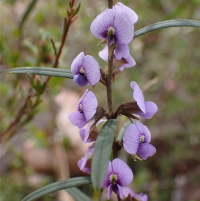 Hovea heterophylla (Common Hovea) at Penrose, NSW - 8 Sep 2024 by AnneG1