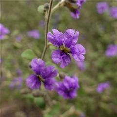 Dampiera purpurea (Purple Dampiera) at Bungonia, NSW - 11 Sep 2024 by RobG1