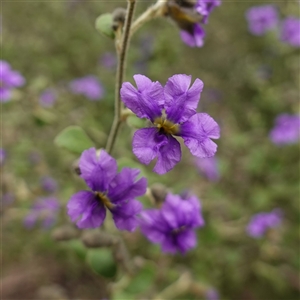 Dampiera purpurea at Bungonia, NSW - 11 Sep 2024