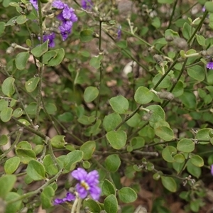 Dampiera purpurea at Bungonia, NSW - 11 Sep 2024