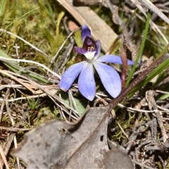 Cyanicula caerulea (Blue Fingers, Blue Fairies) at Bruce, ACT - 11 Sep 2024 by Venture