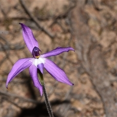 Glossodia major (Wax Lip Orchid) at Bruce, ACT - 11 Sep 2024 by Venture