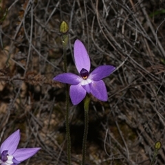 Glossodia major at Bruce, ACT - 11 Sep 2024