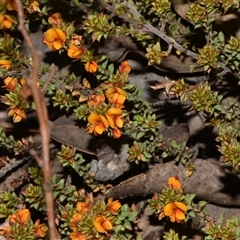 Pultenaea procumbens (Bush Pea) at Acton, ACT - 11 Sep 2024 by Venture