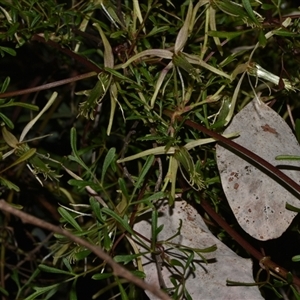 Clematis leptophylla at Acton, ACT - 11 Sep 2024 05:25 PM