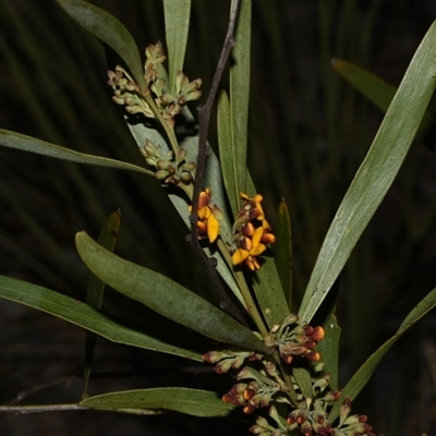 Daviesia mimosoides subsp. mimosoides at Acton, ACT - 11 Sep 2024 by Venture