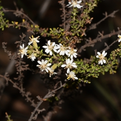 Olearia microphylla (Olearia) at Acton, ACT - 11 Sep 2024 by Venture