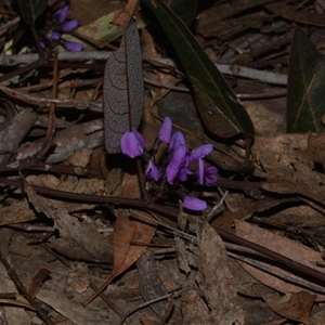 Hardenbergia violacea at Acton, ACT - 11 Sep 2024 05:16 PM