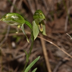 Bunochilus umbrinus (ACT) = Pterostylis umbrina (NSW) (Broad-sepaled Leafy Greenhood) at Acton, ACT by Venture